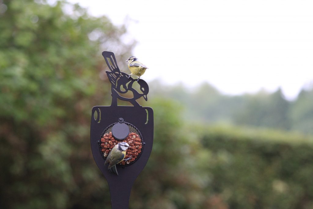 Bluetit Bird Feeder